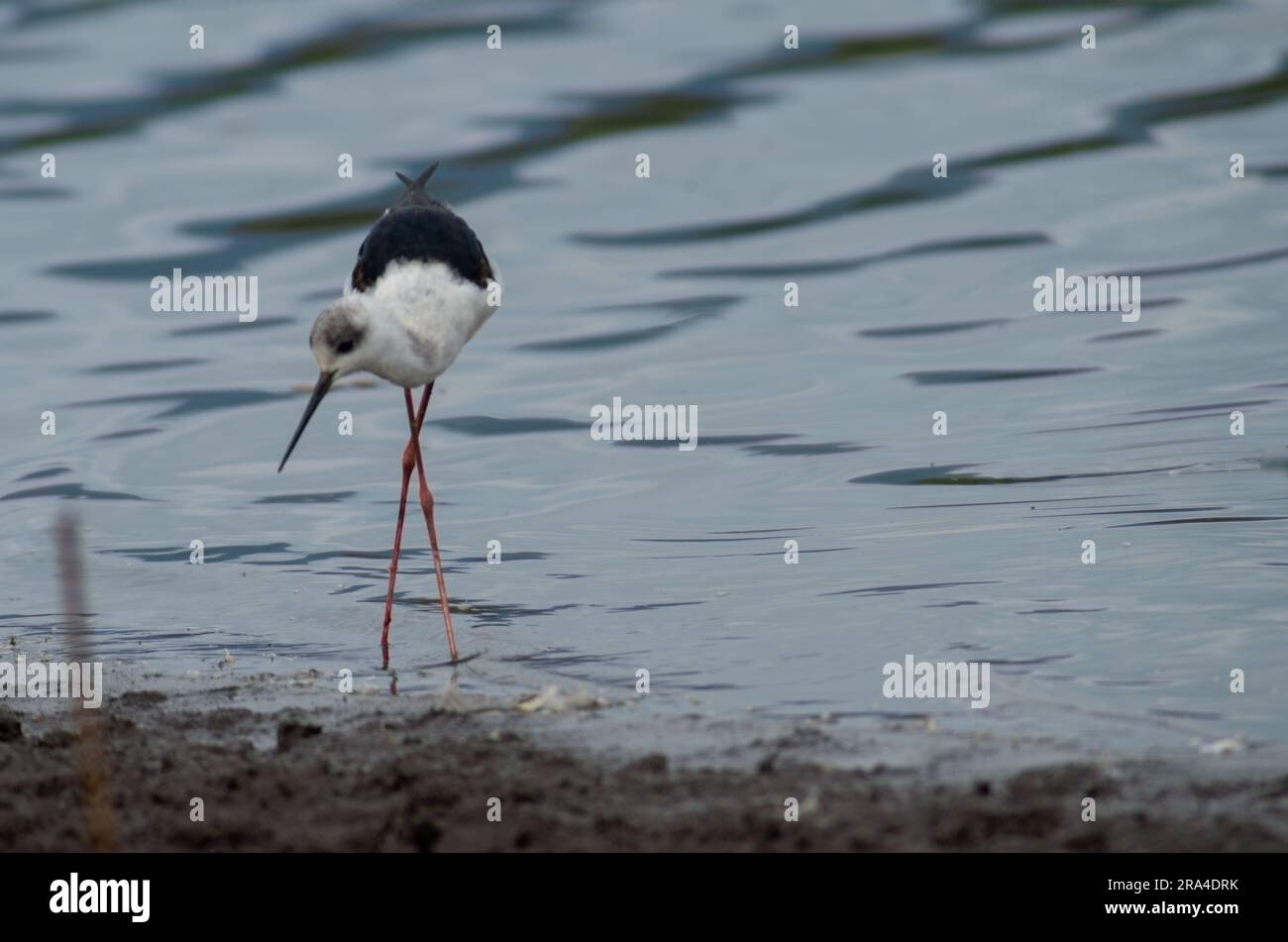 Pied Stilt, white-headed stilt, Himantopus leucocephalus, Hasties Swamp Australia Stock Photo