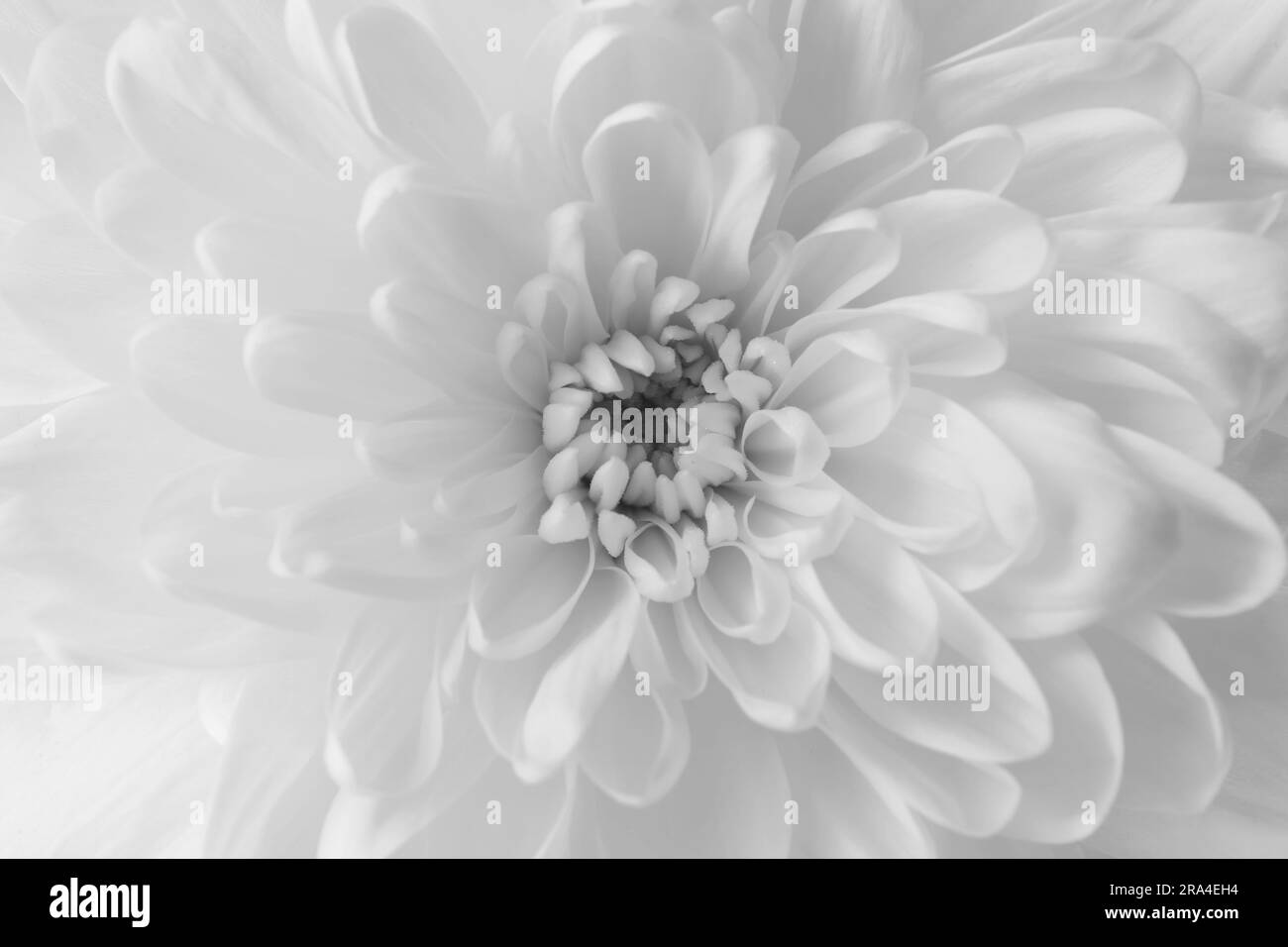 Beautiful white chrysanthemum flower as background, closeup Stock Photo