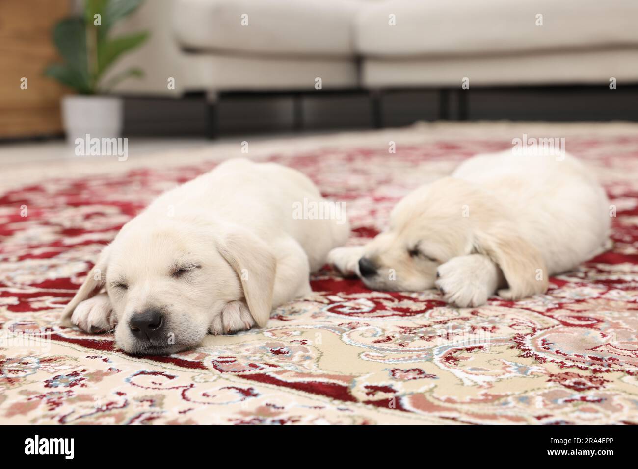 Cute little puppies sleeping on carpet indoors Stock Photo - Alamy