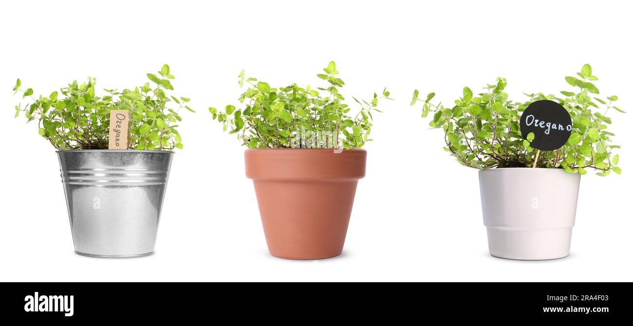 Oregano plants growing in different pots isolated on white Stock Photo