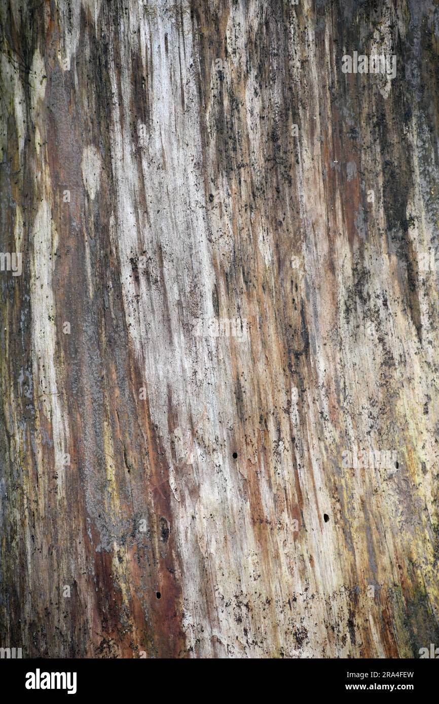 Tree without bark natural background texture Stock Photo