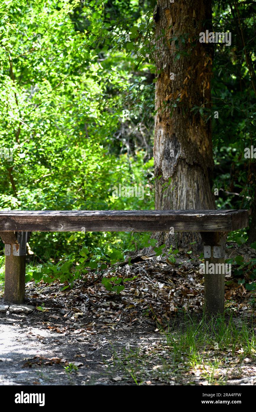 Fairy tale wooden bench in the forest Stock Photo