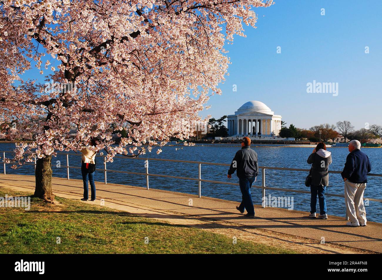 Folks take in the sights of the blooming sakura cherry blossom trees