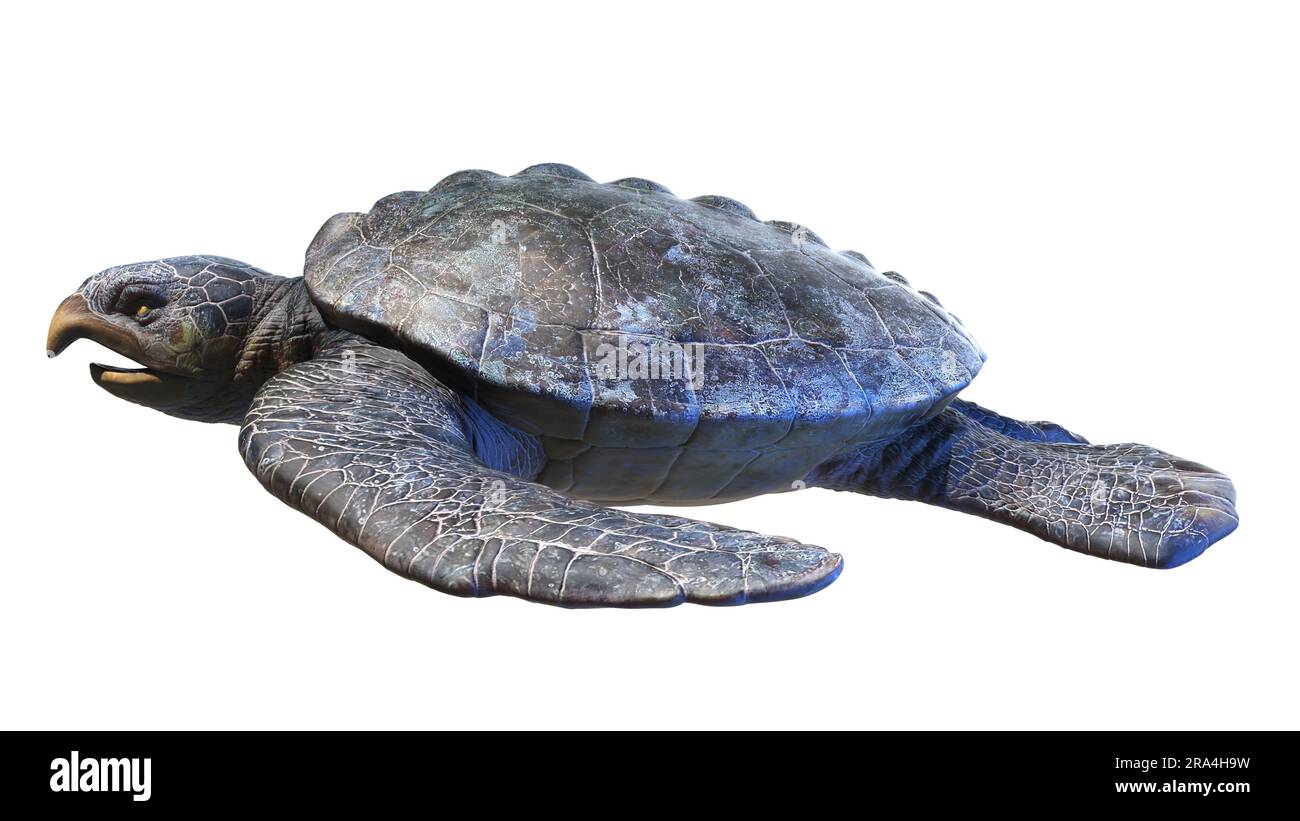 Archelon prehistoric turtle, illustration Stock Photo