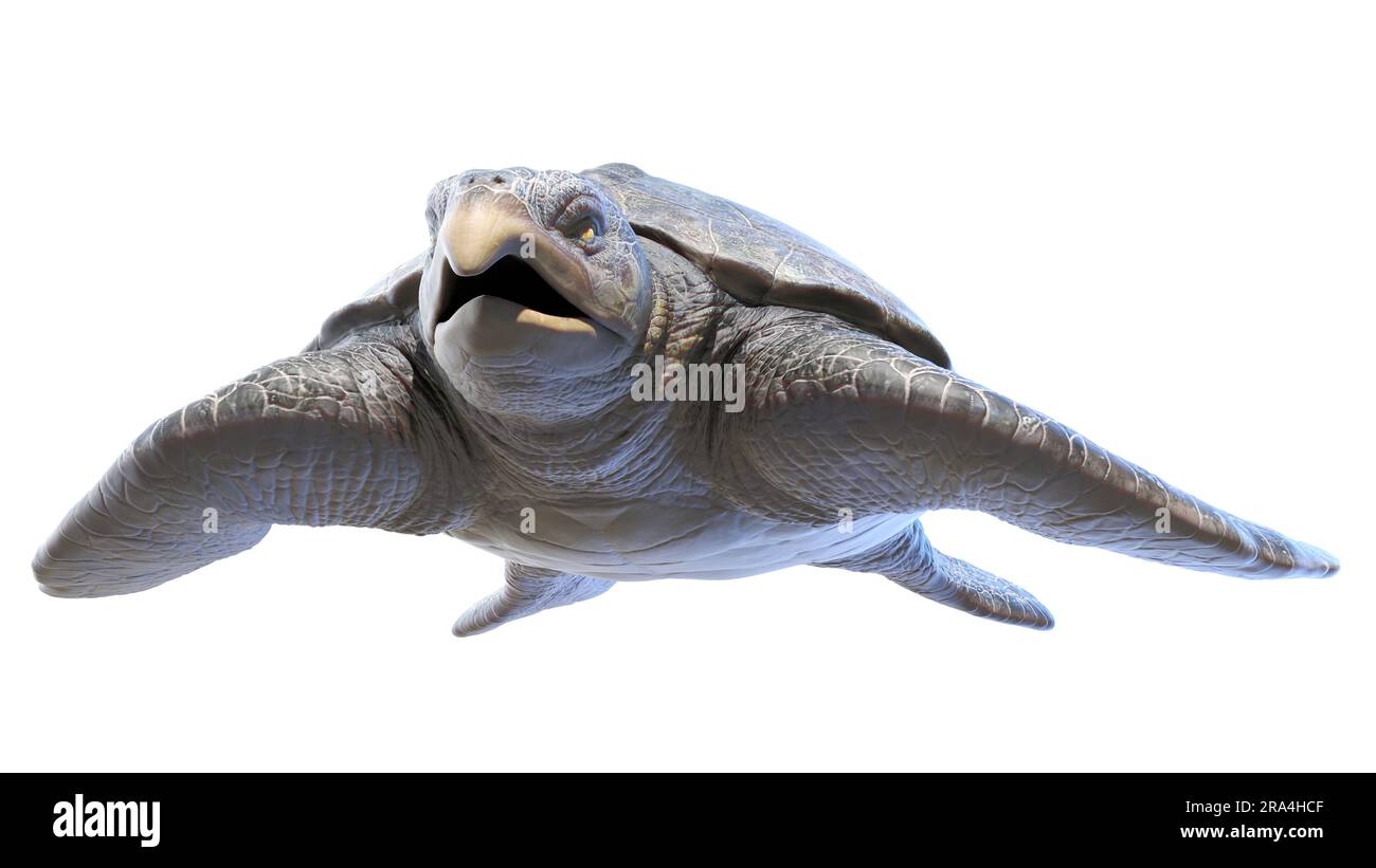 Archelon prehistoric turtle, illustration Stock Photo