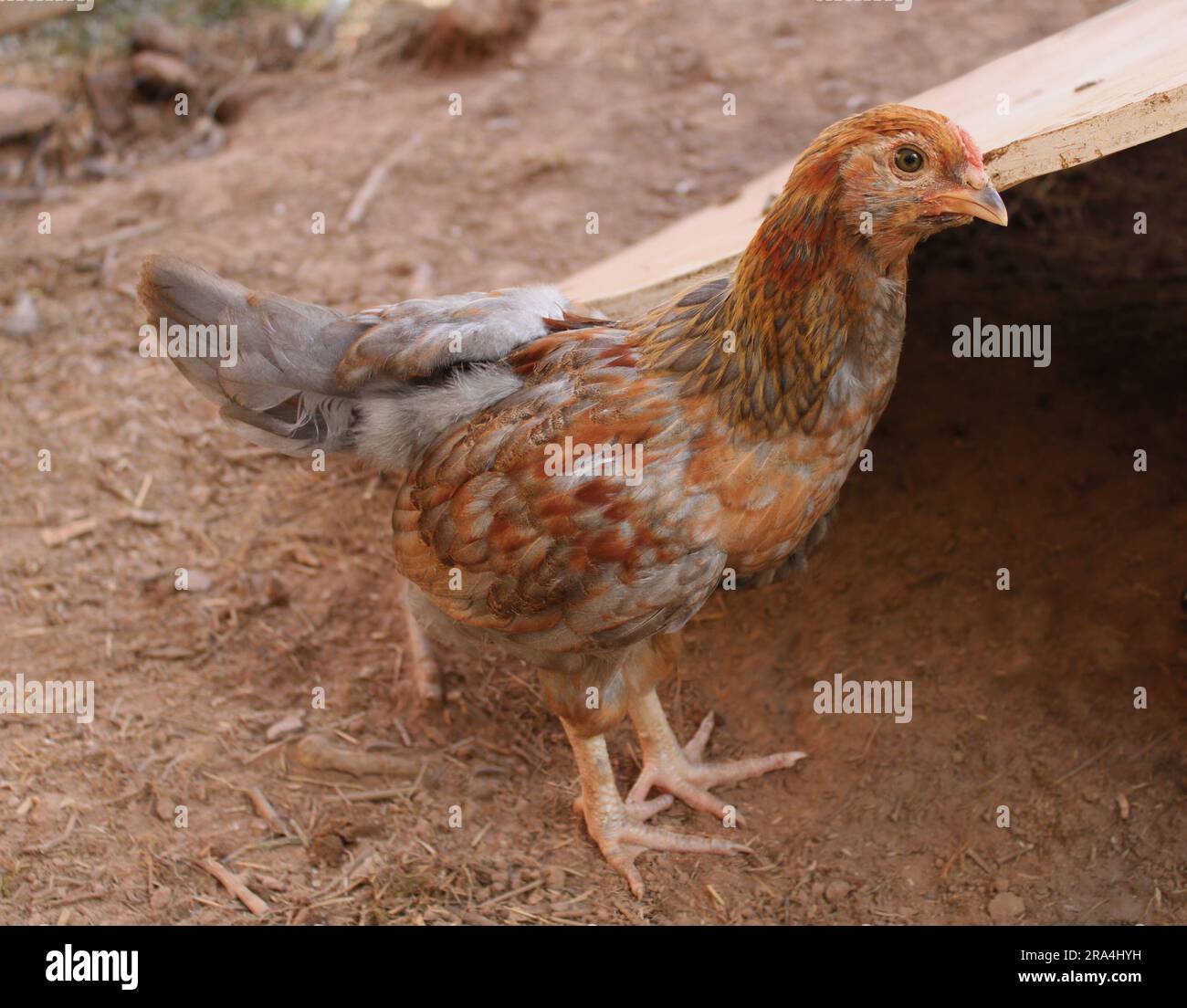 A Young MixBreed Chicken with Different Color Feathers Stock Photo Alamy