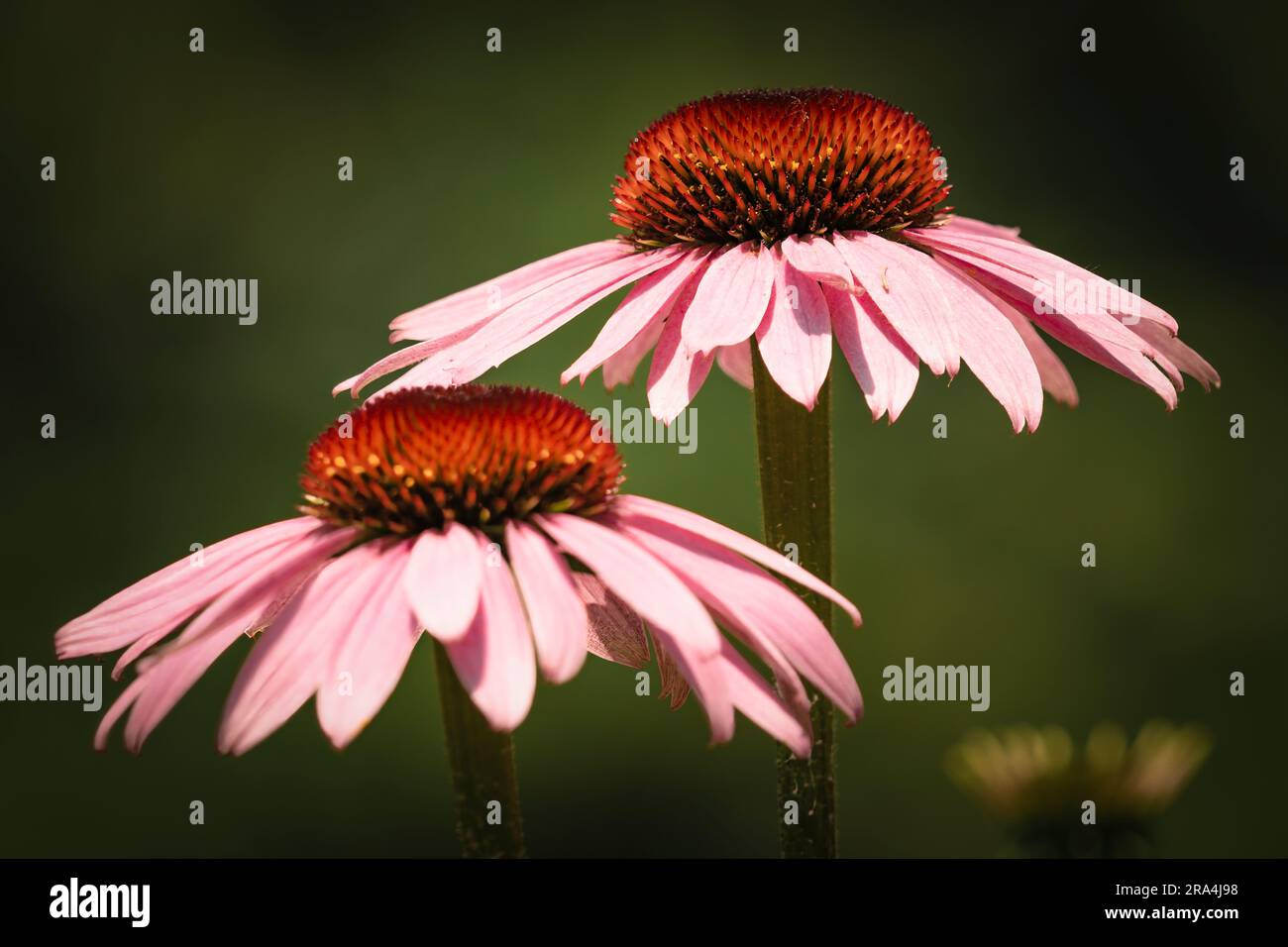 pink daisies in daylight open to the sun Stock Photo