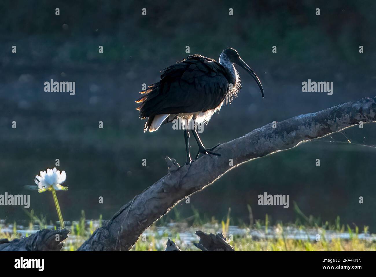 Backlit silhouette of a Straw-necked Ibis (Threskiornis spinicollis) perched on a tree stump at sunrise, Camooweal Billabong, Queensland, QLD, Austral Stock Photo