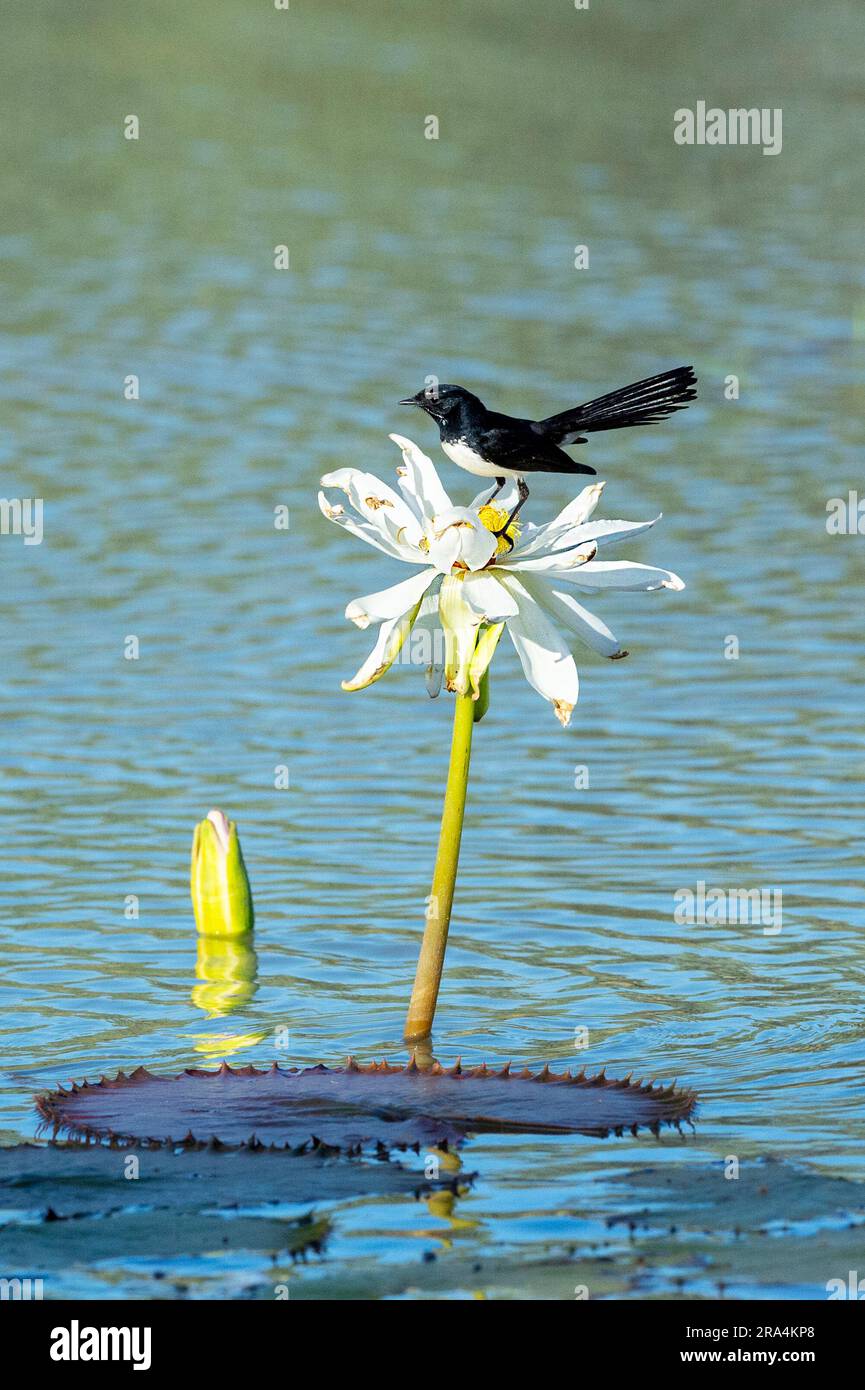 Willie Wagtail (Rhipidura leucophrys) perched on a water lily, Camooweal Billabong, Queensland, QLD, Australia Stock Photo