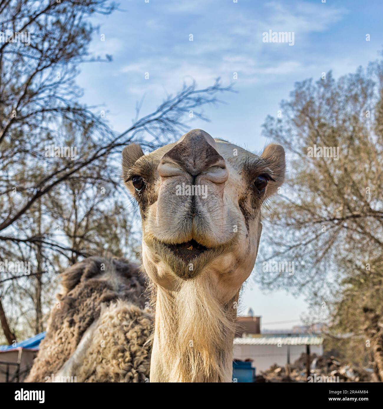 Camel Face - close-ups Stock Photo