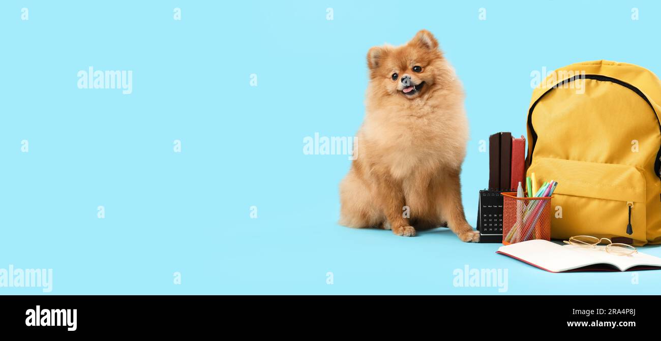 Cute fluffy dog school backpack and stationery on light blue background with space for text Stock Photo Alamy