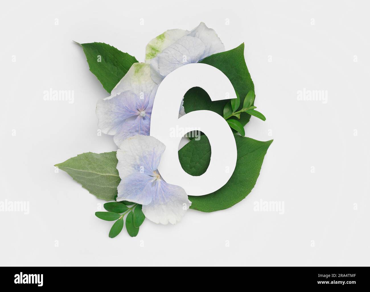 Green leaves and flowers with paper number six on white background ...