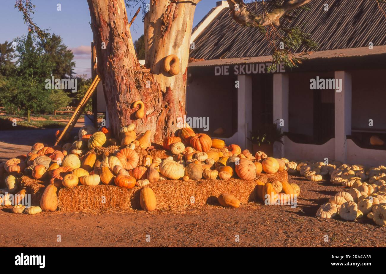 Colourful pumpkins on sale at a farm stall near Worcester in the Western Cape Province of South Africa. Stock Photo