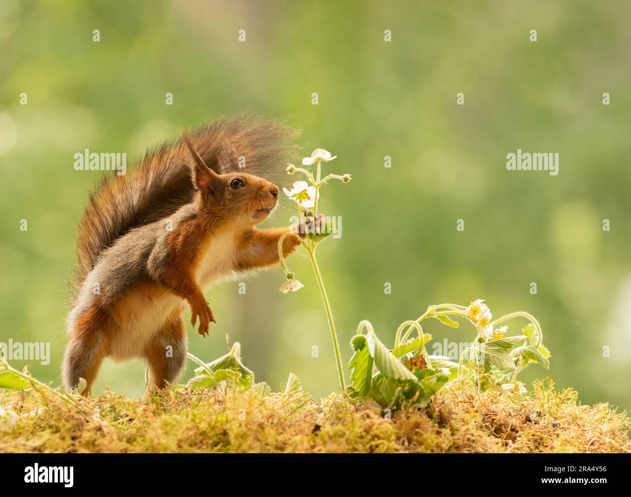 red squirrel is smelling a strawberry flower Stock Photo Alamy