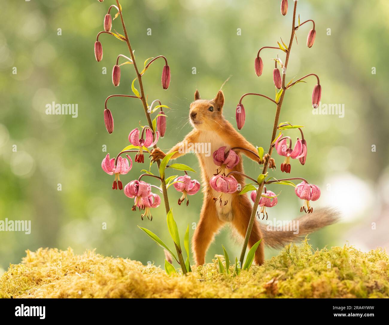 Red Squirrel between martagon lily Stock Photo