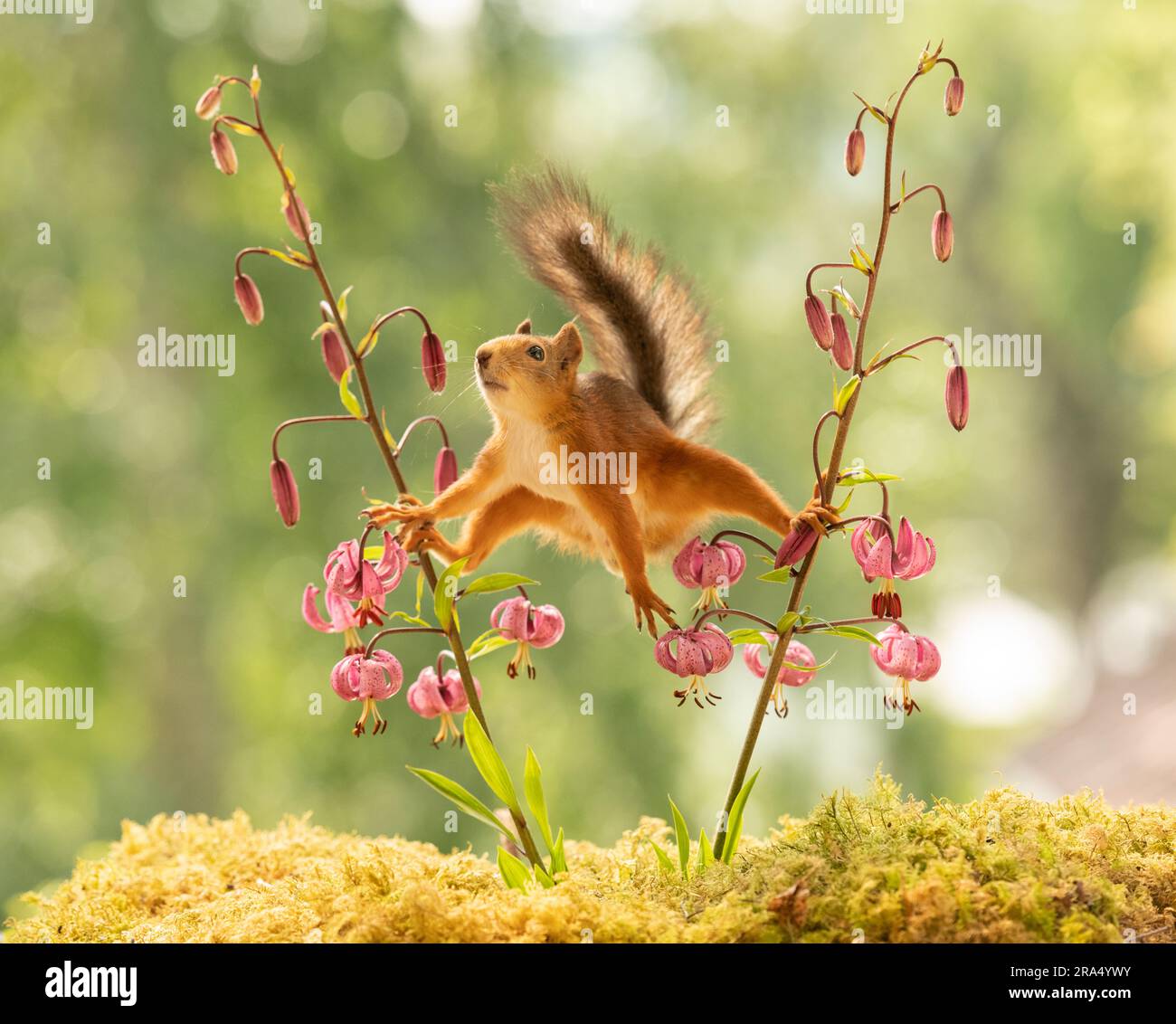 Red Squirrel between martagon lily Stock Photo