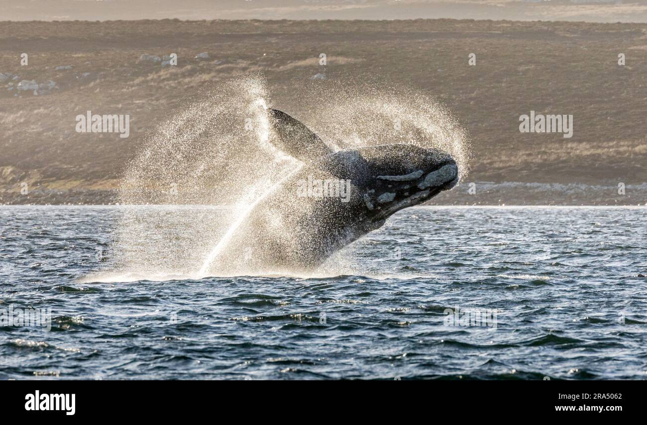 A Southern Right Whale, Eubalaena australis, breaching off Yorke Bay in The Falkland Islands. Stock Photo