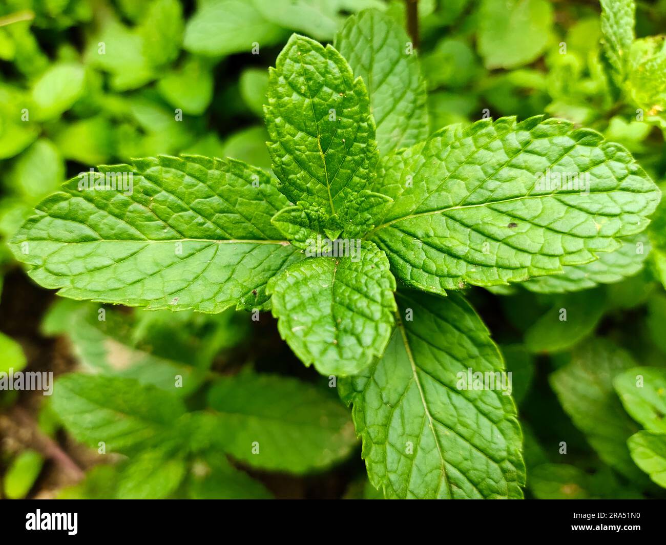Mint leaves in garden. Peppermint aromatic properties of strong teeth
