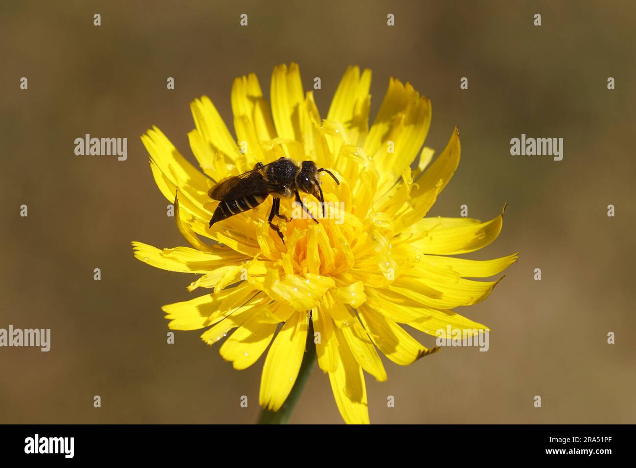 Leaf-cutting cuckoo bee, sharp-tailed bee (Coelioxyss). Subfamily leafcutter bees (Megachilinae). Family Megachilidae. Flower of catsear, flatweed Stock Photo
