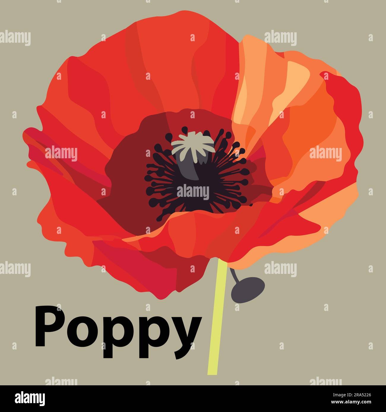 Flat poppy flower vector illustration Stock Vector Image & Art Alamy