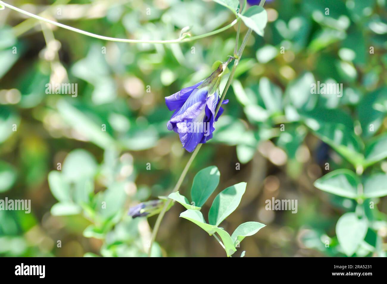 butterfly pea , blue pea flower or Clitoria ternatea L or PAPILIONACEAE plant Stock Photo