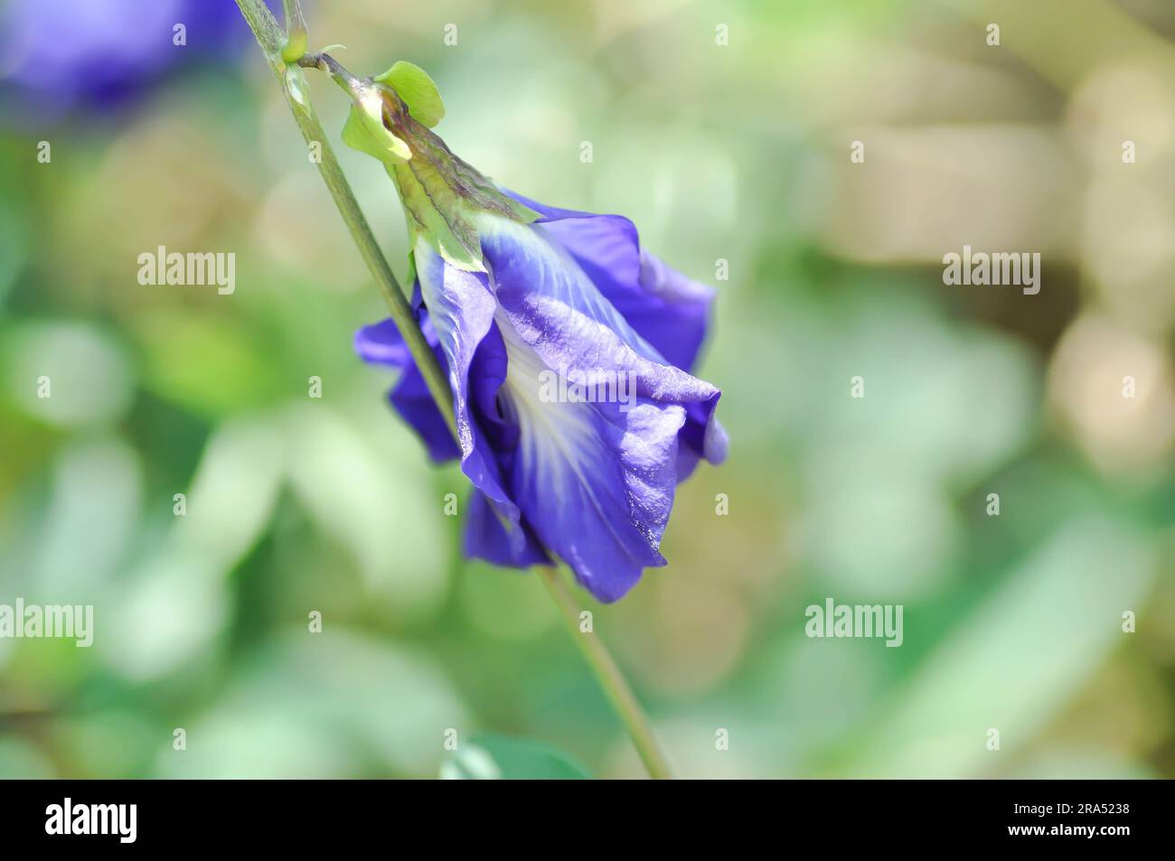 butterfly pea , blue pea flower or Clitoria ternatea L or PAPILIONACEAE plant Stock Photo