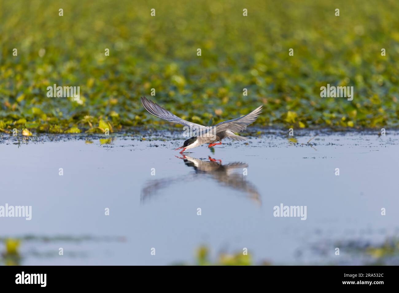 Whiskered tern Chlidonias hybrida, summer plumage adult drinking in flight, Danube Delta, Romania, June Stock Photo