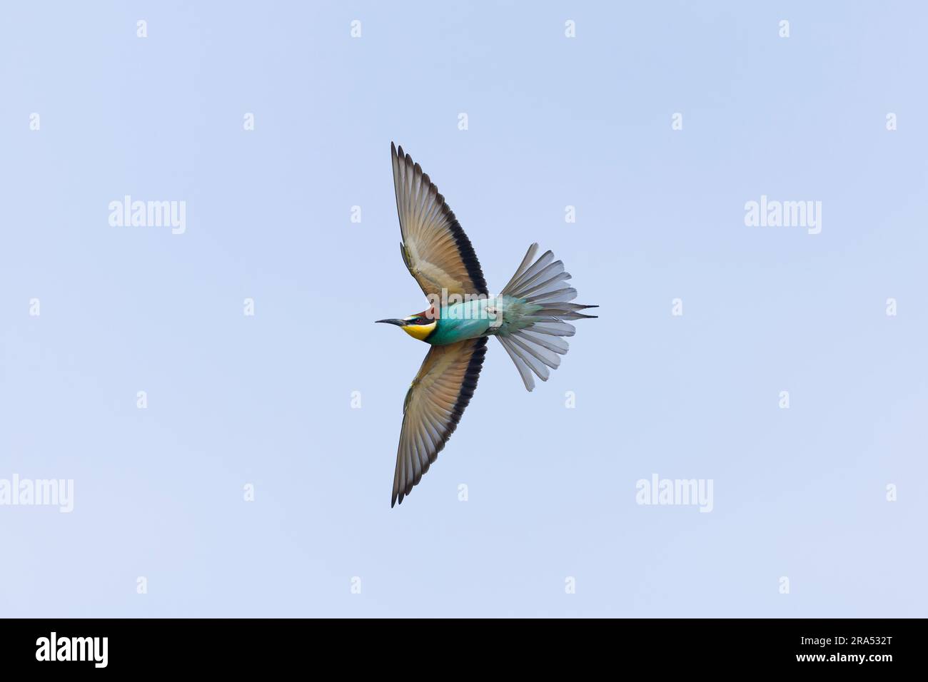 European bee-eater Merops apiaster, adult flying, Macin, Romania, June Stock Photo