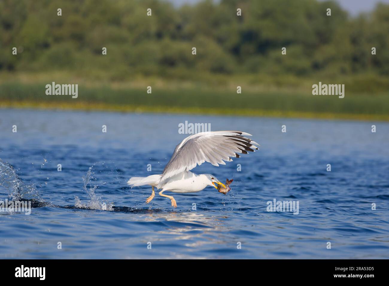 Caspian gull Larus cachinnans, adult taking off from water with fish in beak, Danube Delta, Romania, June Stock Photo