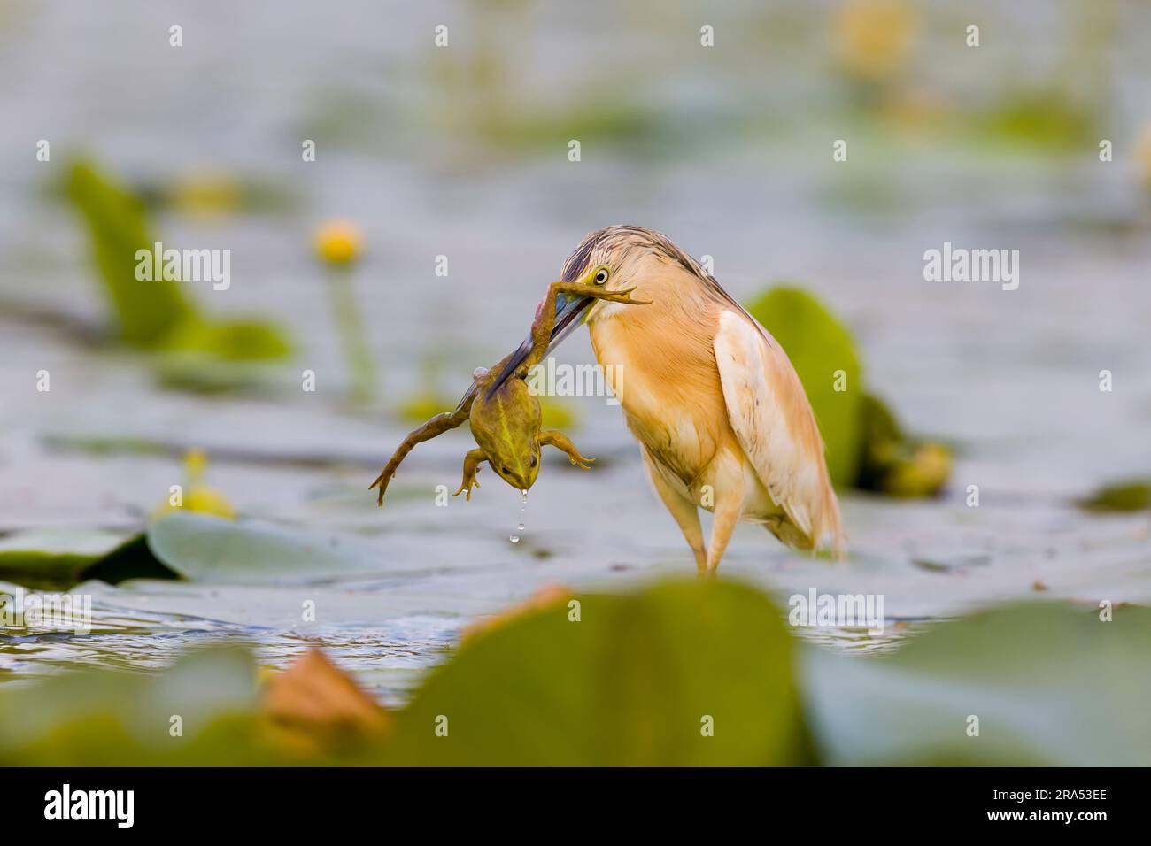 Squacco heron Ardeola ralloides, breeding plumage adult with Marsh frog Rana ridibunda, adult in beak, Danube Delta, Romania, June Stock Photo