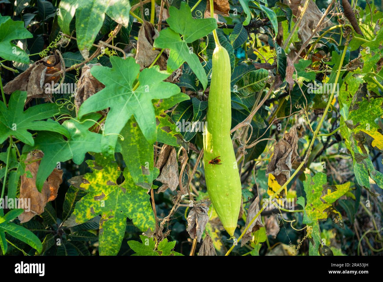Ridge Gourd (Torai) Vine. A popular vegetable used in Indian cooking