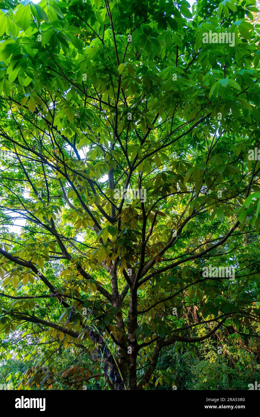 A shot of horse chestnut tree in full bloom with flowers, Aesculus