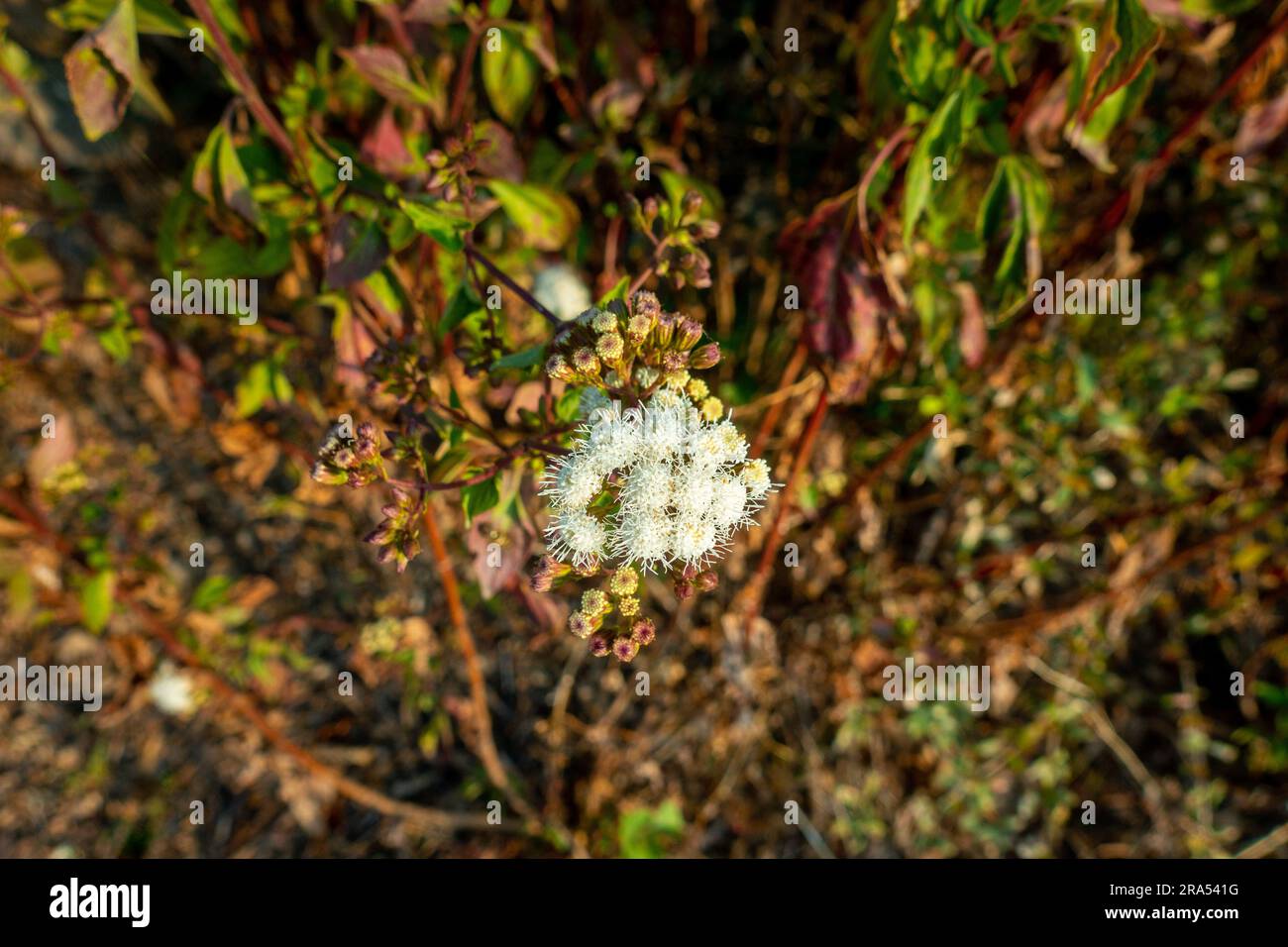 Ageratum conyzoides commonly know as billy goat-weed plant with white flowers and leaves. Uttarakhand India. Stock Photo