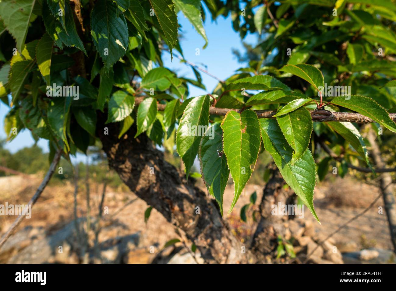 Leaves of Prunus avium tree, commonly called wild cherry, sweet cherry