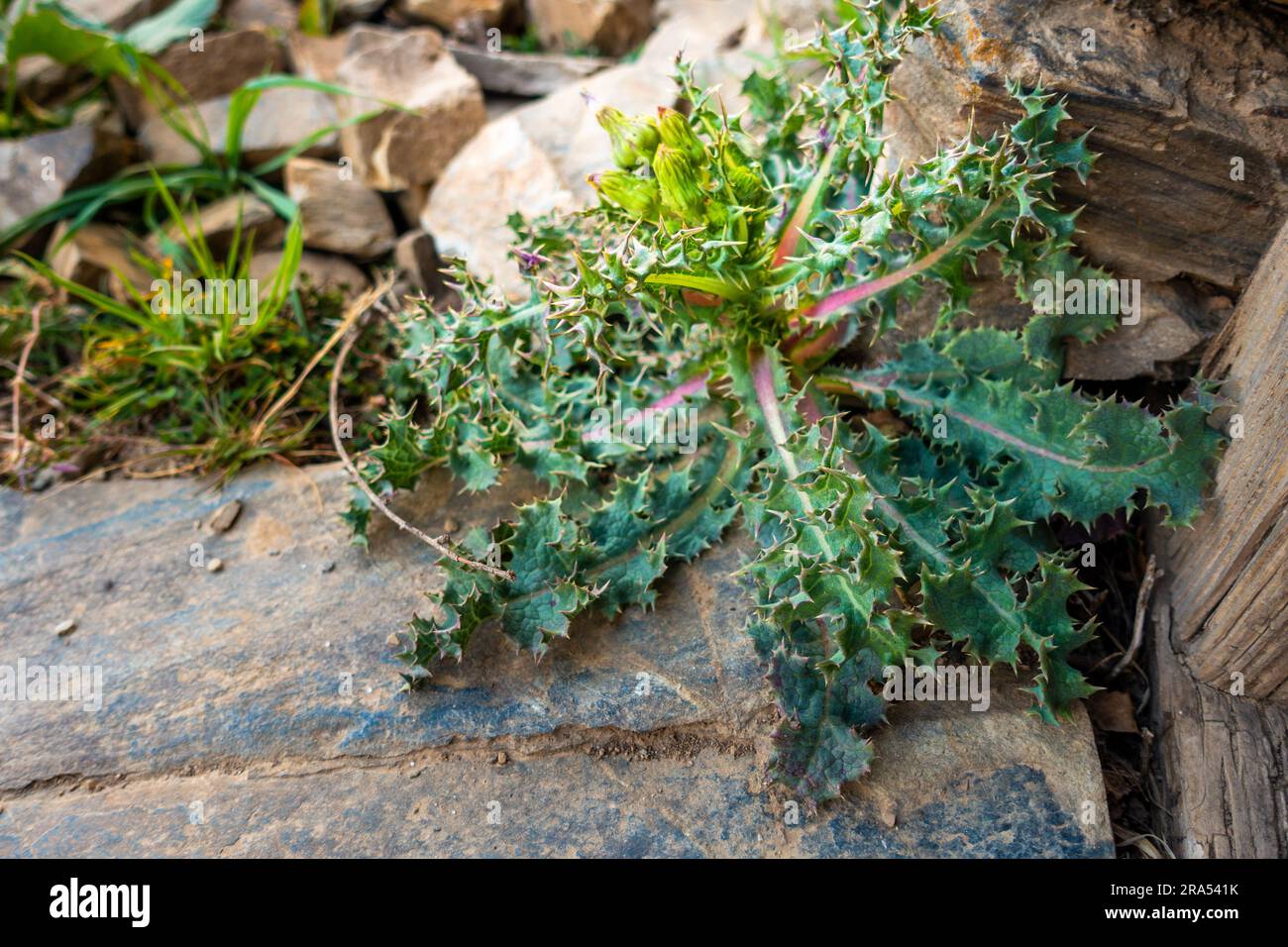Spiny sowthistle plant, Sonchus asper in the himalayan region of Uttarakhand. Stock Photo