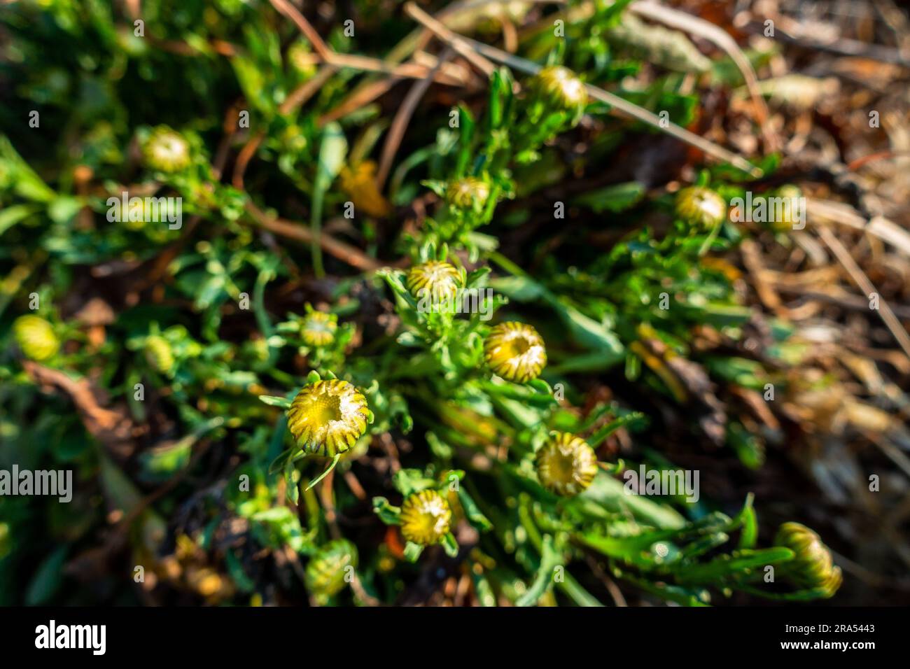 Close up shot of Taraxacum in the meadows of Himalayas, Uttarakhand India. Family Asteraceae, which consists of species commonly known as dandelions. Stock Photo
