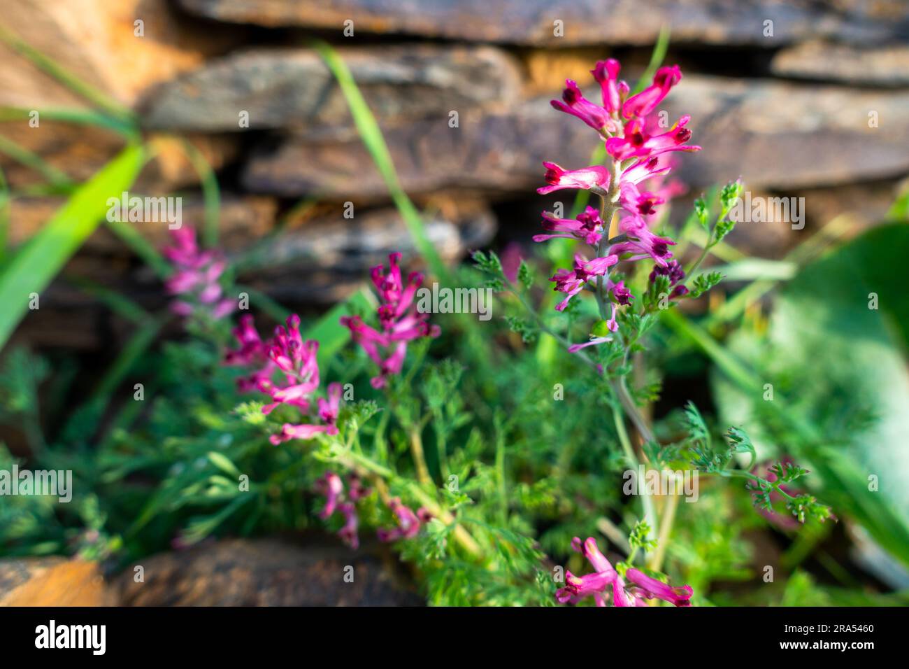 Fumaria officinalis, the common fumitory plant with purple flowers. Himalayan Uttarakhand India. Stock Photo