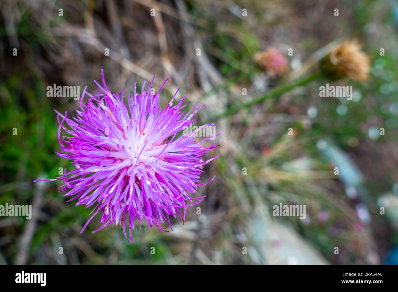 Close up shot of beautiful Cheirolophus crassifolius, the Maltese centaury plant with blooming fur ball shaped purple flower. Himalayan Region of Utta Stock Photo