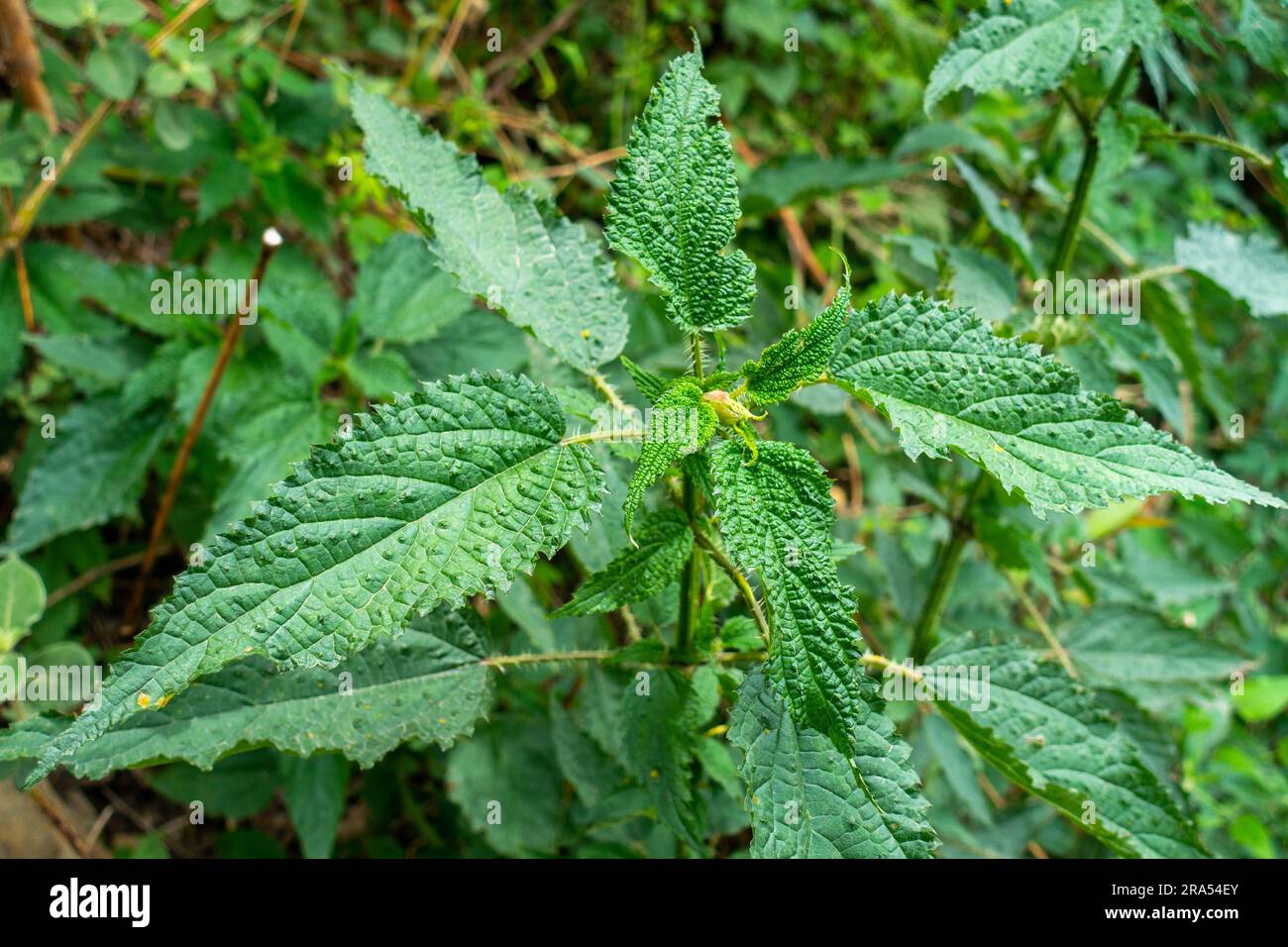 Close up shot of Urtica dioics also know as common nettle plant with thorny leaves. Also called Kandali Himalayan region of Uttarakhand, India Stock Photo
