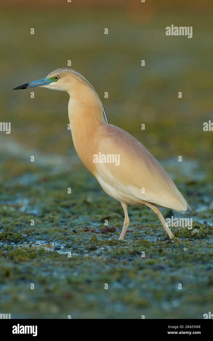 Squacco heron (Ardeola ralloides) in evening shade standing among vegetation in the Danube delta complex of lagoons Stock Photo