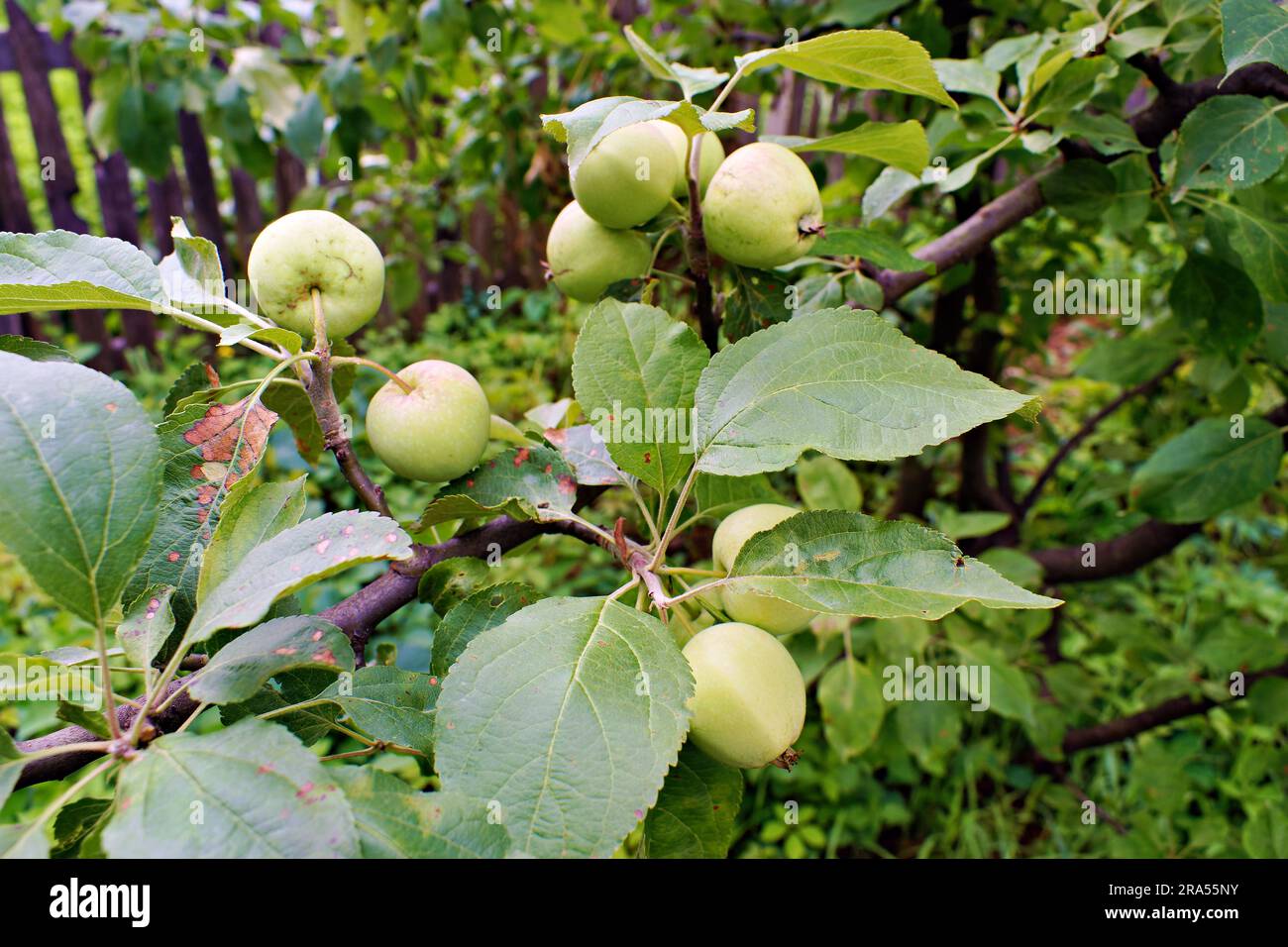 Apples ripen on a branch of an apple tree in the garden Stock Photo - Alamy