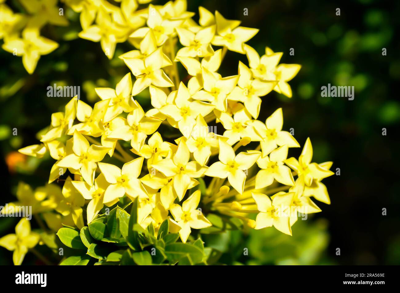 Ixora chinensis Lamk, Ixora spp or Zephyranthes or West Indian Jasmine or yellow flower Stock Photo