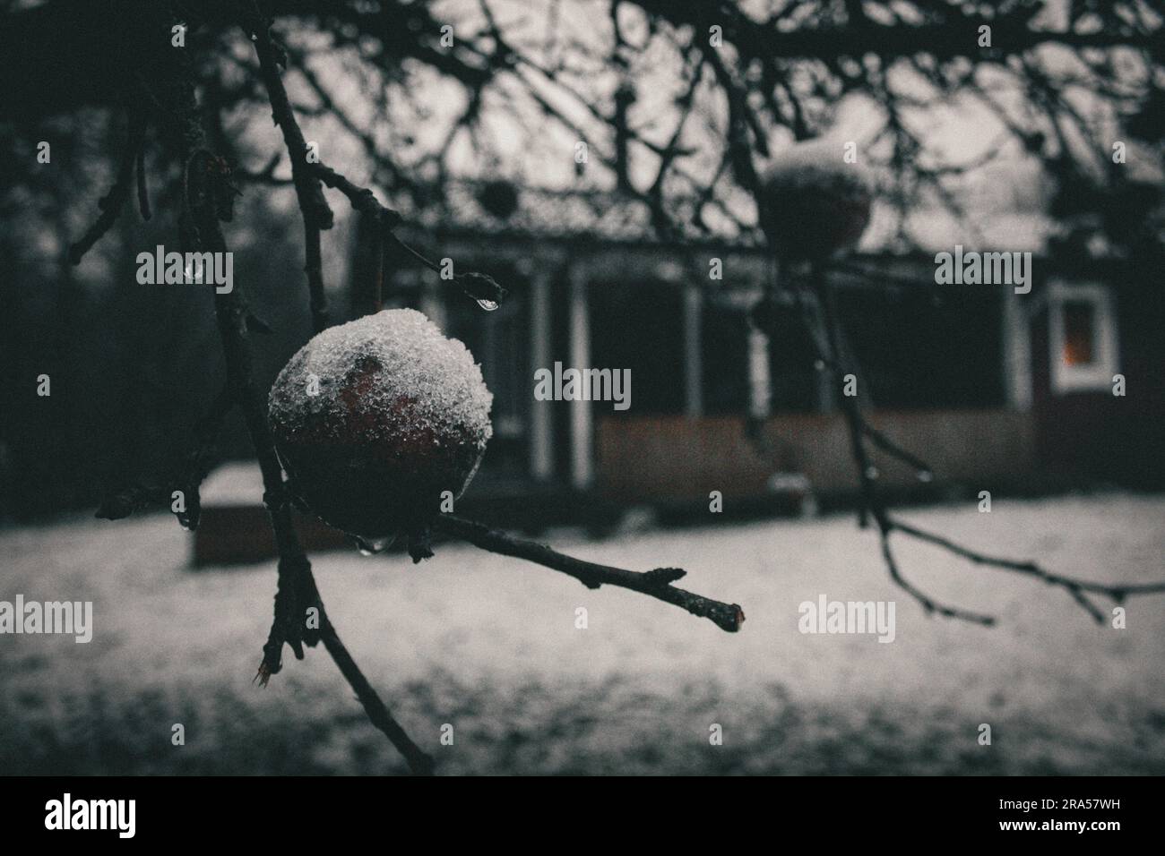 Winter apples covered with snow Stock Photo - Alamy