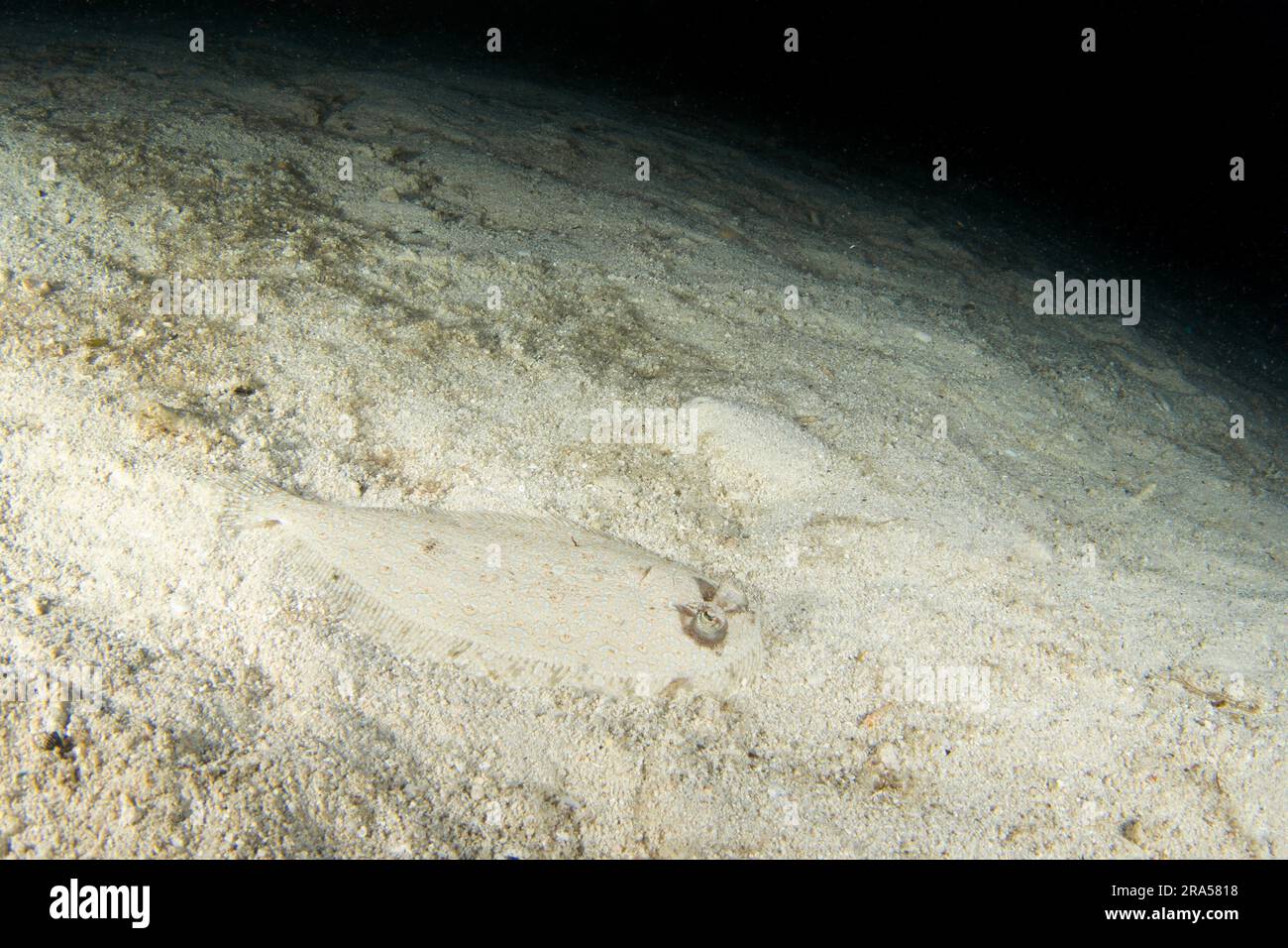 Peacock flounder during night dive in Raja Ampat. Bothus mancus is hiding on the sea bed. Flounder on the bottom. Flat fish on sand. Stock Photo