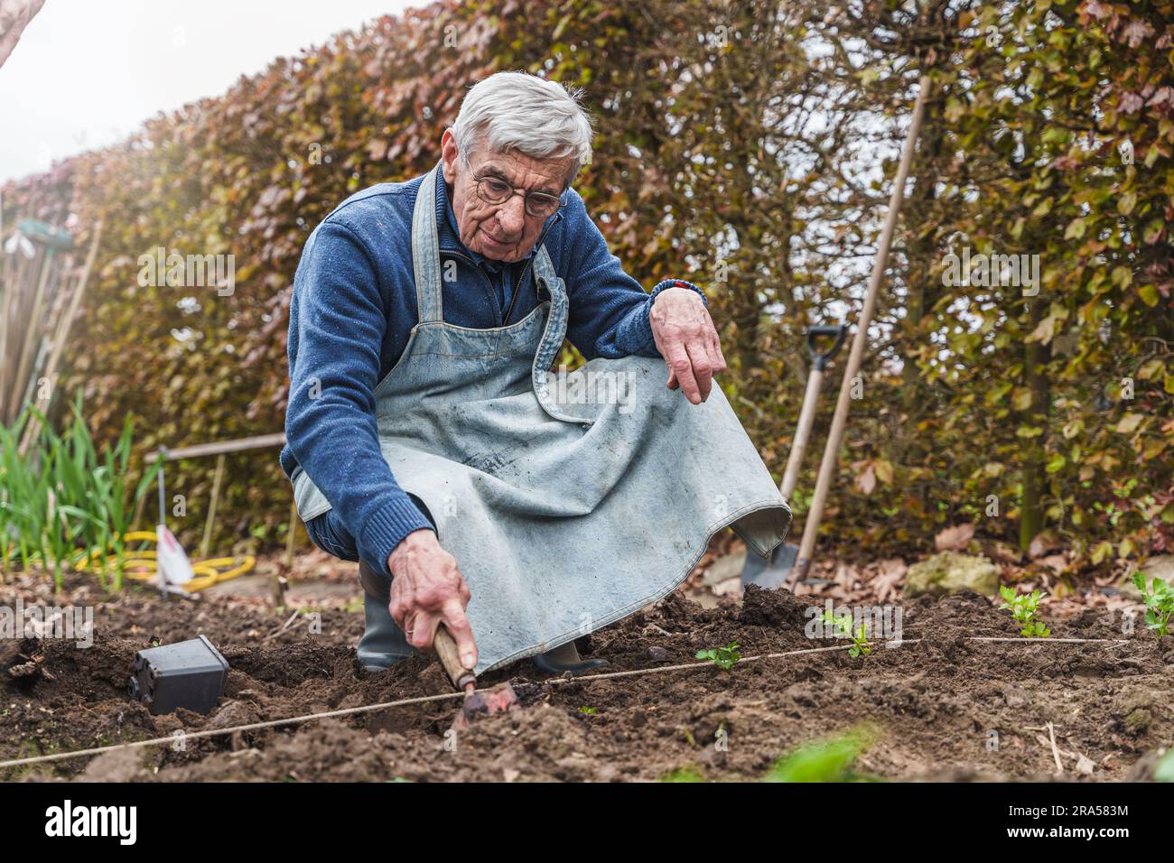 An elderly man in a blue shirt and apron is seen working in a garden, possibly planting or digging. He's focused on his task, with trees, plants and a Stock Photo