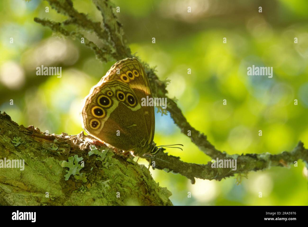 Lopinga achine, the woodland brown, is a Palearctic butterfly in the family Nymphalidae. Stock Photo
