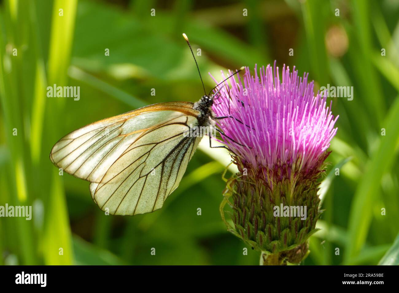 Aporia crataegi, the black-veined white, is a large butterfly of the family Pieridae. Stock Photo