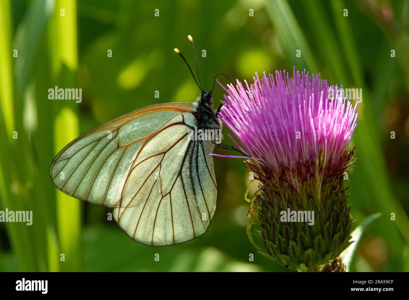 Aporia crataegi, the black-veined white, is a large butterfly of the family Pieridae. Stock Photo