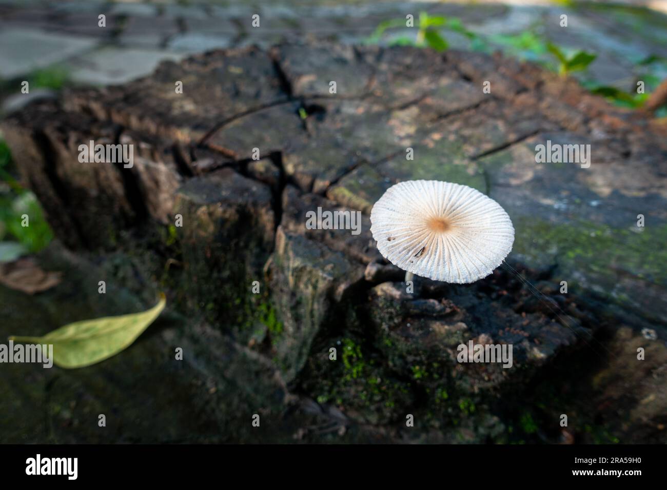 Pleated inkcap Mushroom emerging from a wet humid wooden stump. Parasola plicatilis is a small saprotrophic mushroom with a plicate cap. India Stock Photo