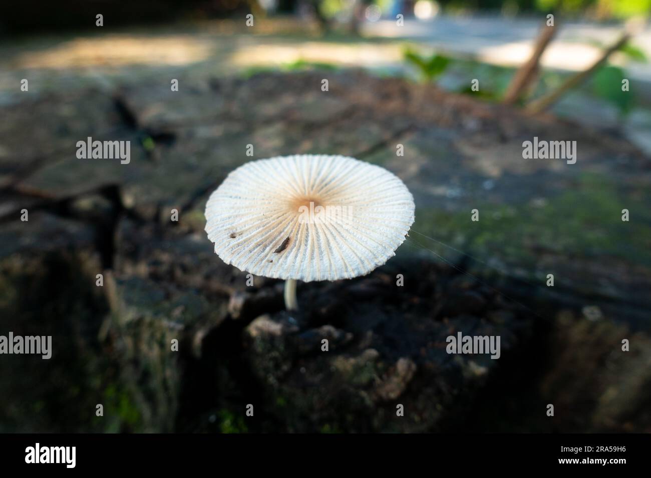 Pleated inkcap Mushroom emerging from a wet humid wooden stump. Parasola plicatilis is a small saprotrophic mushroom with a plicate cap. India Stock Photo